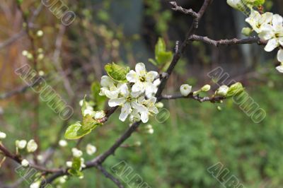 spring blossom
