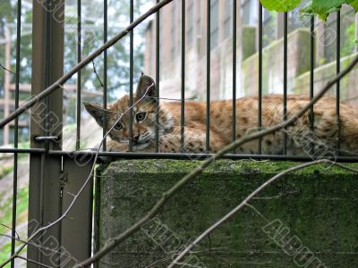 bobcat