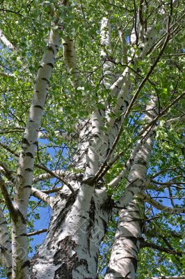Sky and birch