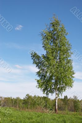lone birch