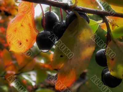 ashberry of autumn