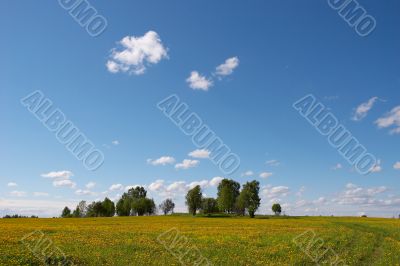 dandelion meadow