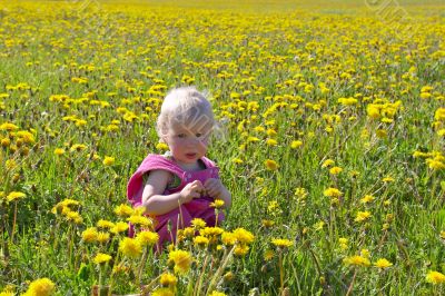 little child sitting among dandelions