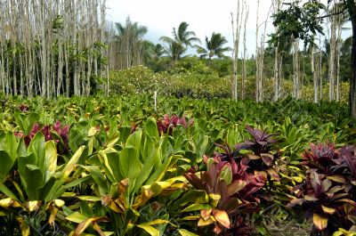 Tropical Plantation