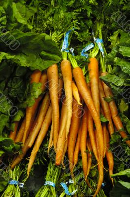 Bunch of Carrots