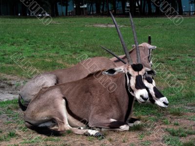 Pronghorns