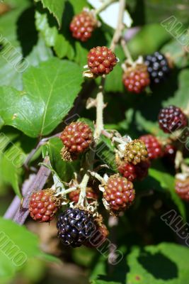 Wild Blackberries