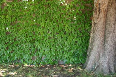 wall of green