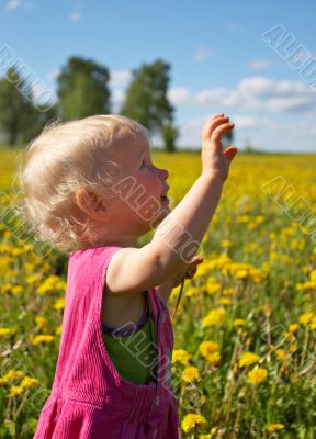 summer dandelions