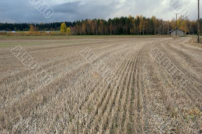 fall field