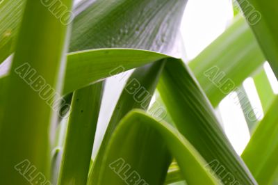 green grass abstract