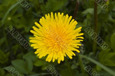 Dandelion