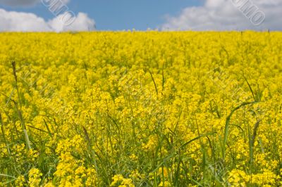 yellow meadow