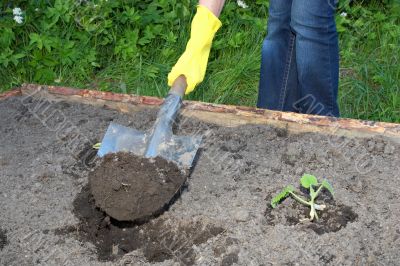 garden work