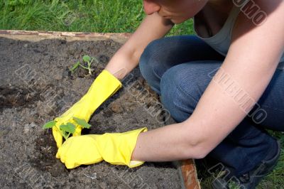 garden work