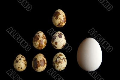 small and big eggs
