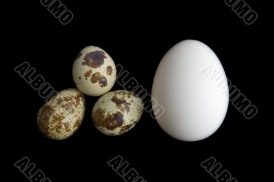 funny eggs