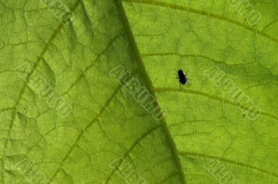 fly on leaf