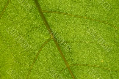 green leaf pattern