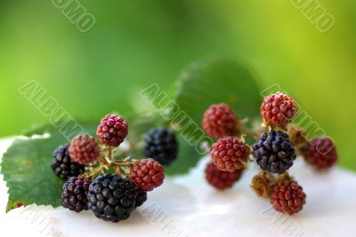 Wild Blackberries