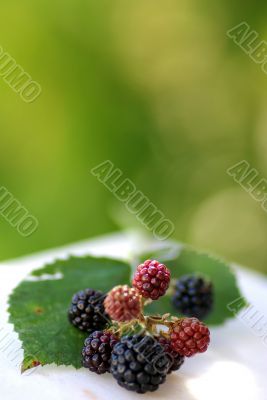 Wild Blackberries