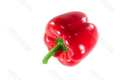 Red paprika on white background