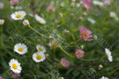 Dreamy floral background