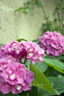Hortensia