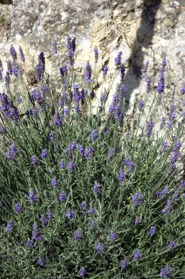 Lavender and stone