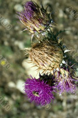 Thistle