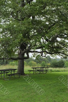 Trees and benches