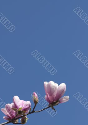 magnolia