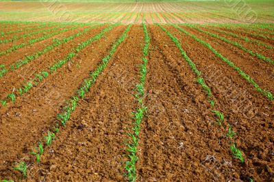 Field of maize