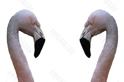 Flamingo profile