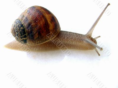 small snail