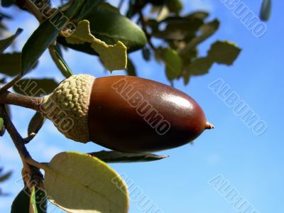 oak acorn and blue sky