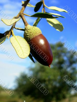 Acorn And Blue Sky