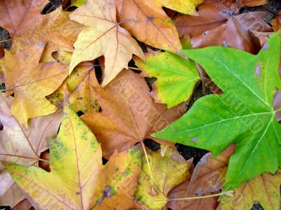 Leaves in the Park