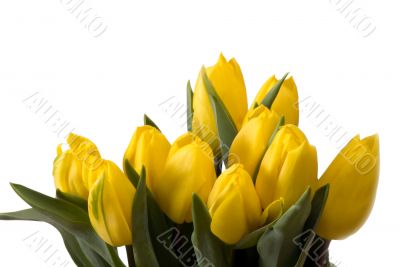 Yellow tulips