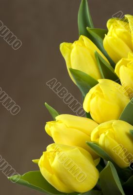 Yellow Tulips 2