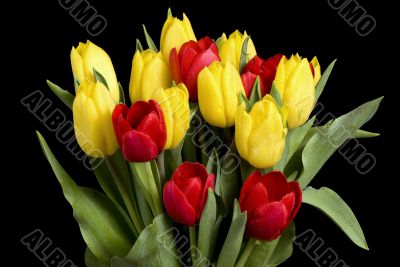 Tulips on black