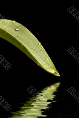 Dewy Leaf 2