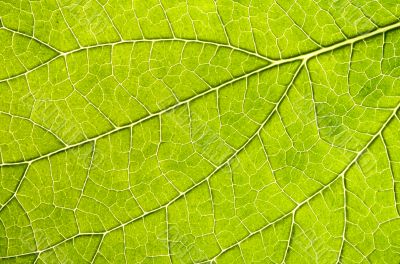 Leaf Details 001
