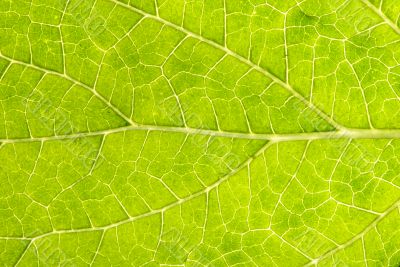 Leaf Details 002