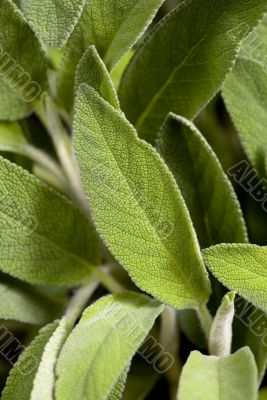 Sage 001