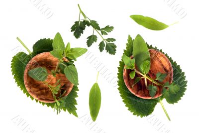 Herbs 002