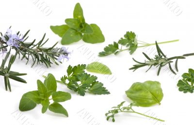 Herbs 005