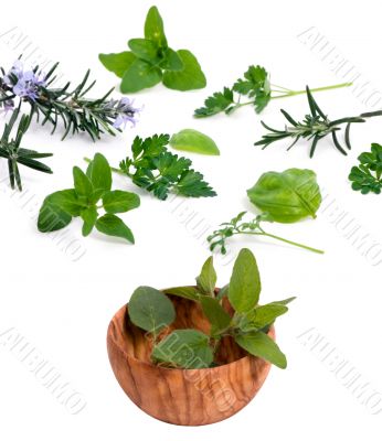 Herbs 001
