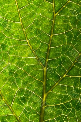 Leaf Details 3