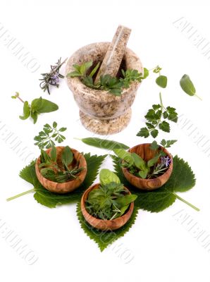 Herbs 011